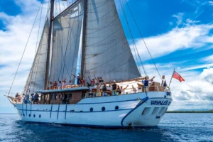 Whale’s Tale Cruises Fiji (Denarau Island)